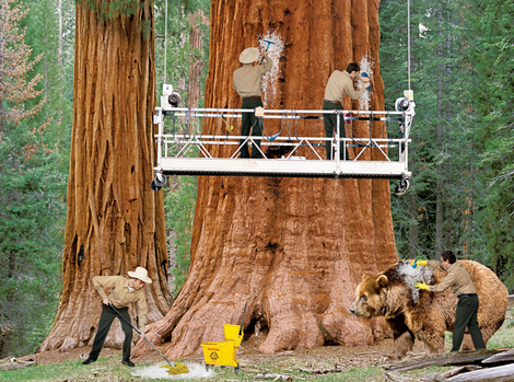 Bark-washing crews work round-the-clock so that, come reopening, the giant redwoods will really pop.